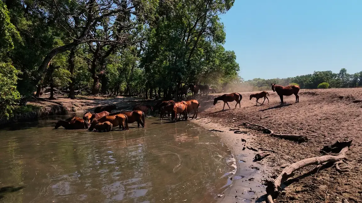 Caballos salvajes del Delta del Danubio, Rumanía